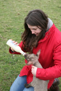 In my elements...Helping to hand rear a lamb on the farm