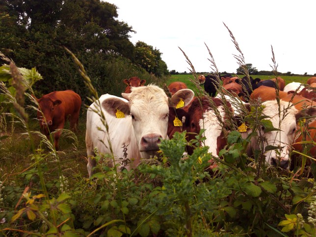 Here the cows stand before me as my audience