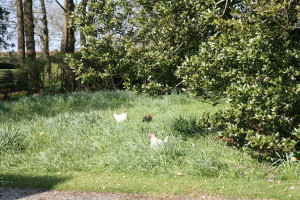 Our Chickens enjoying the long grass