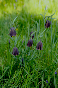 Found these Beauts- not sure what they are!