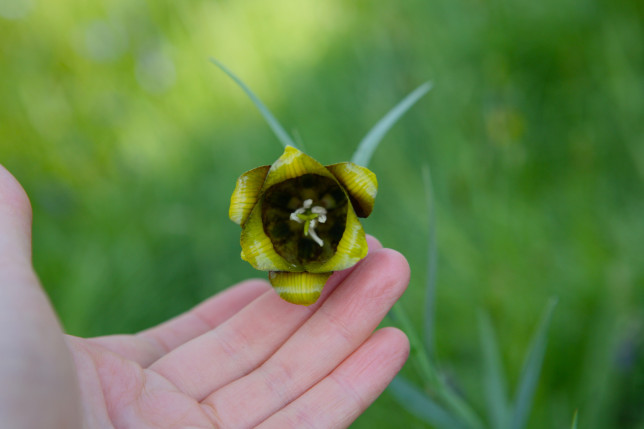 A beautiful surprise amongst the grass