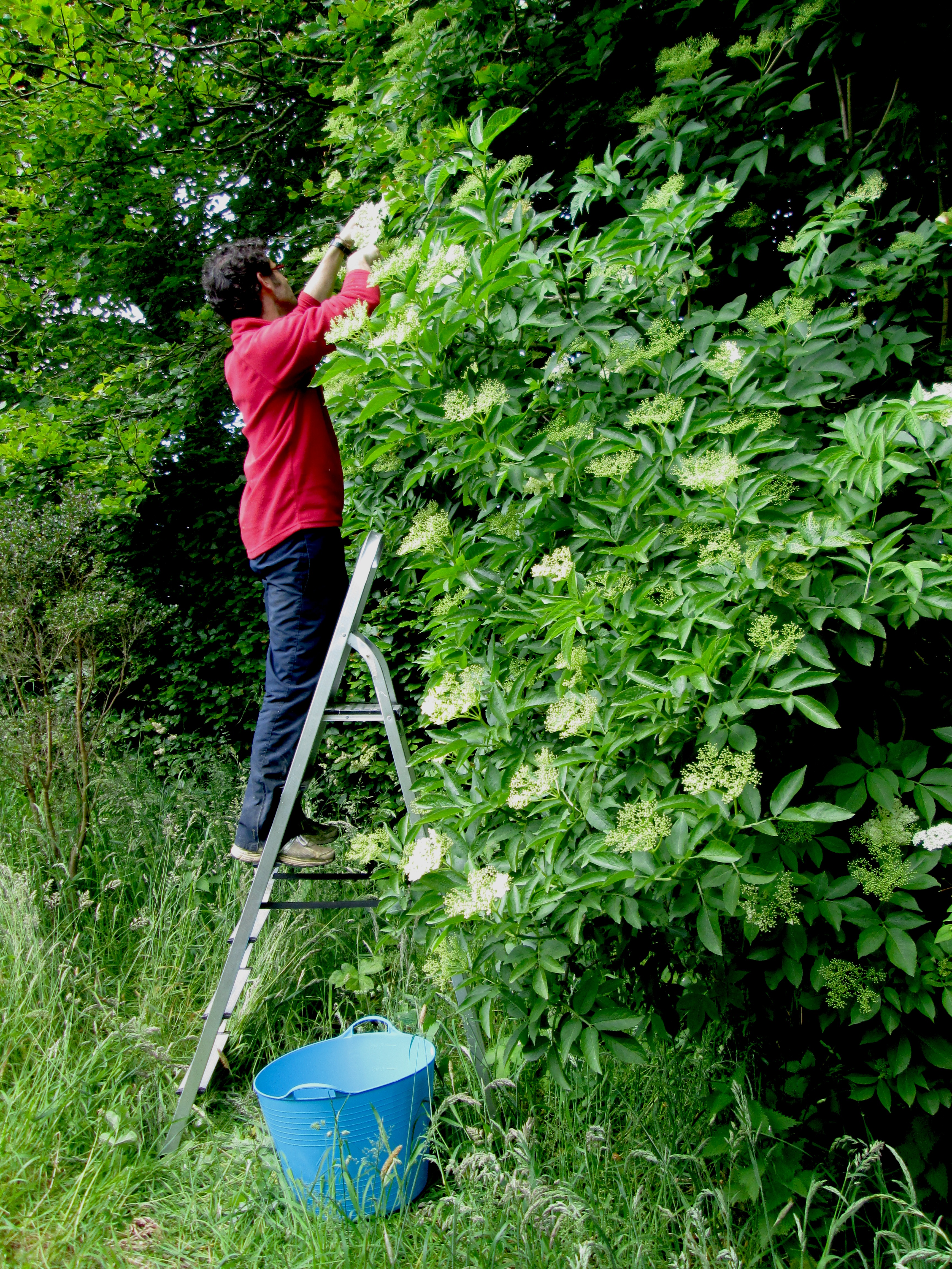 Jose snipping away... getting into the spirit of all things Elderflower!