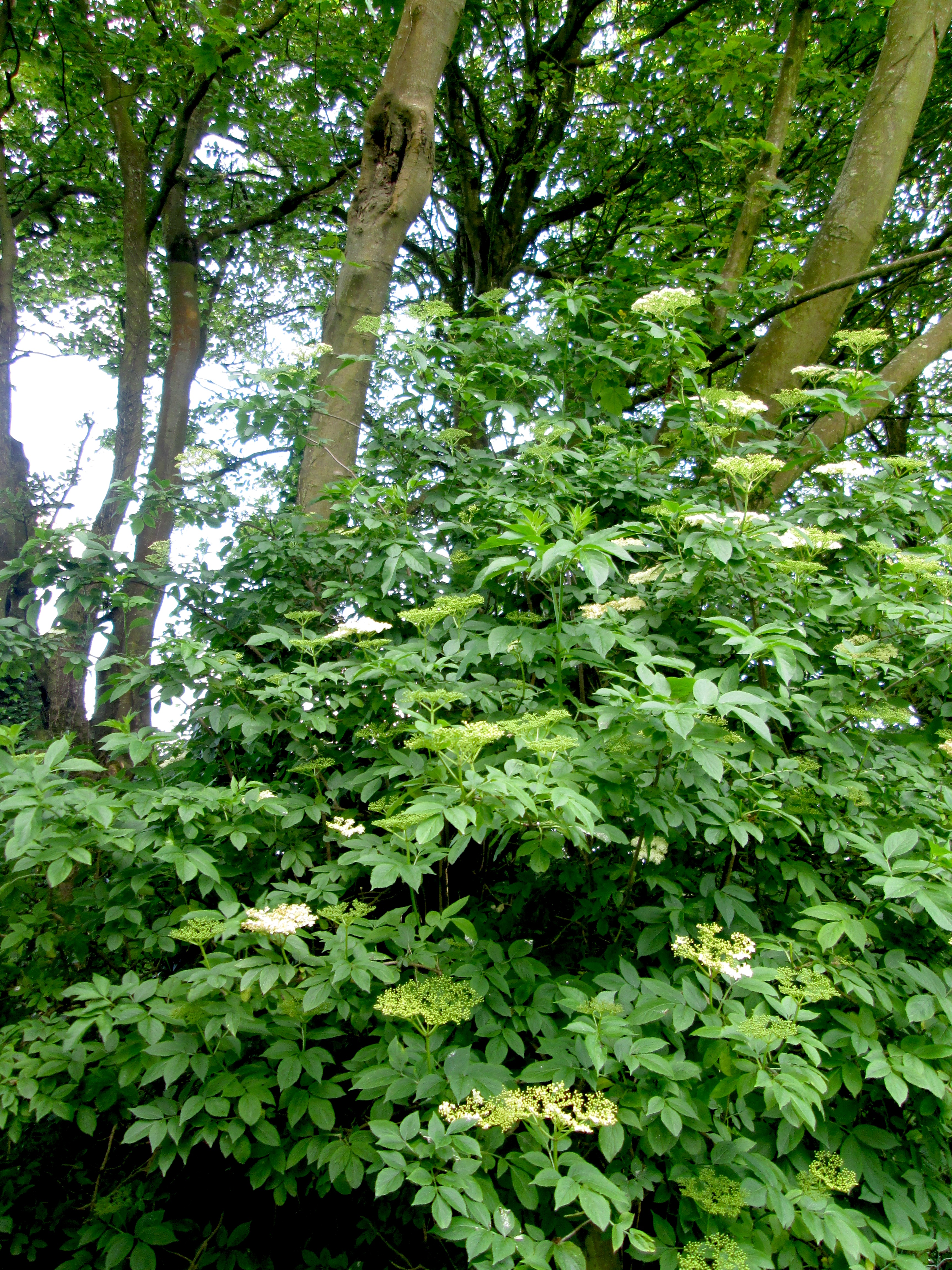 In the Orchard- starting with the Elderflower closest to us