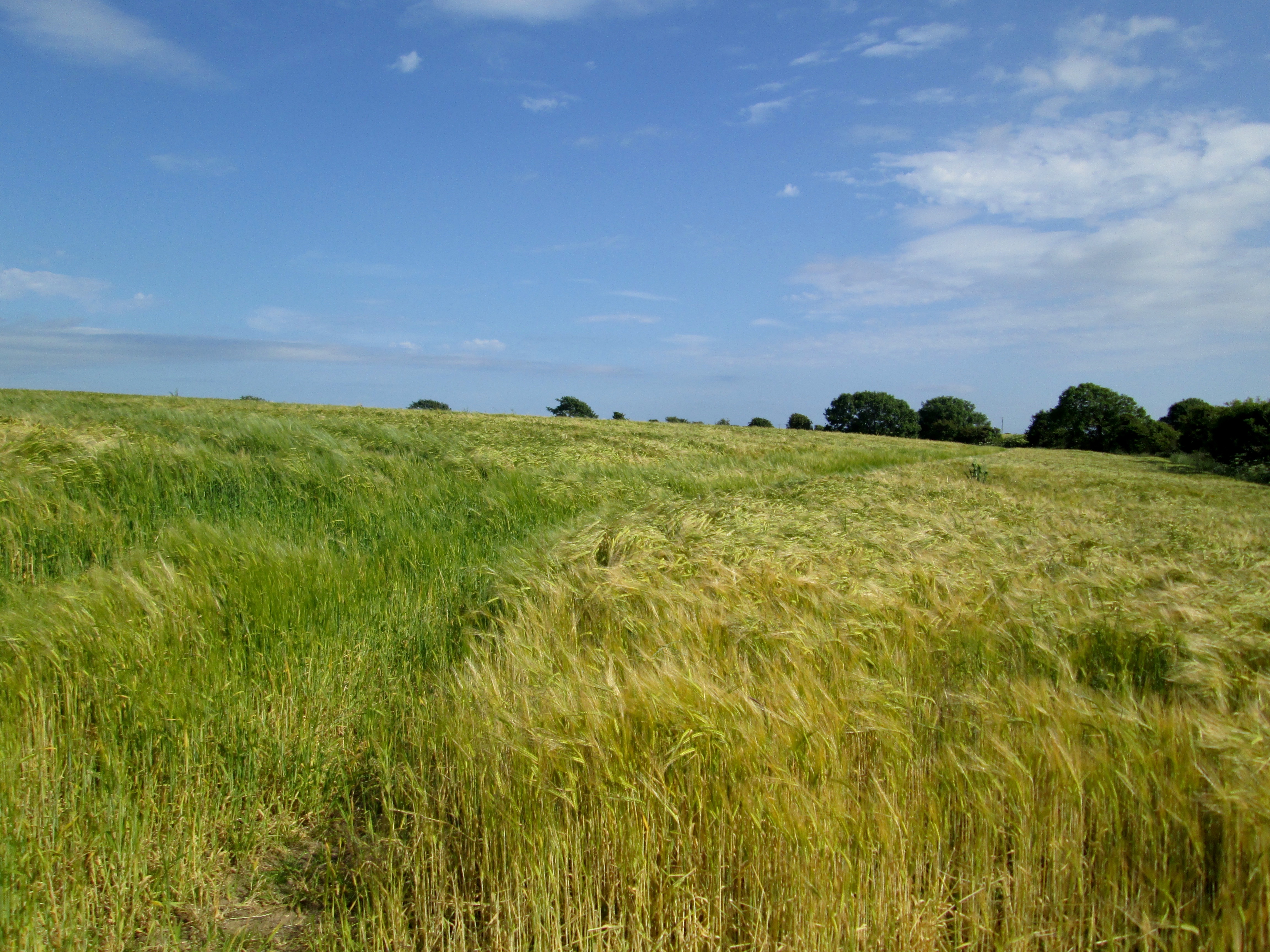 A beautiful view during our Elderflower Picking