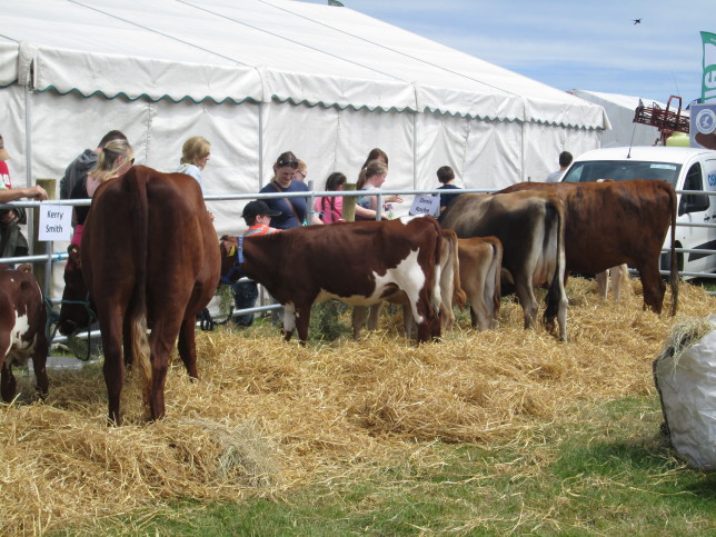 Mother's and Calfs