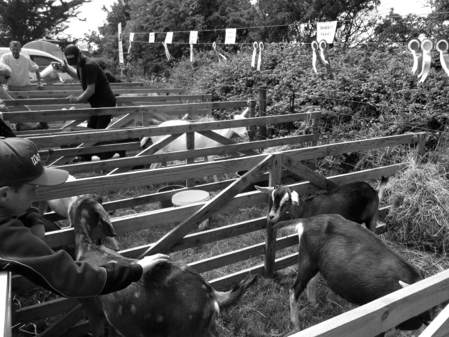 Goats and Kids