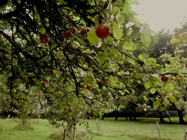 Apple Trees