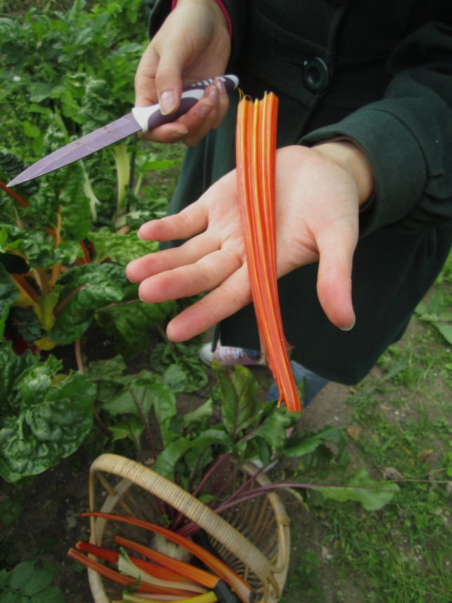 Beautiful Swiss-Chard stork