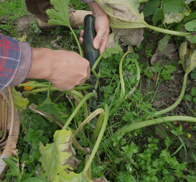 Courgette:Zucchini