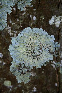 Lichen