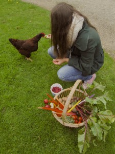 Mrs Chicken Enjoying an Orgainic Apple
