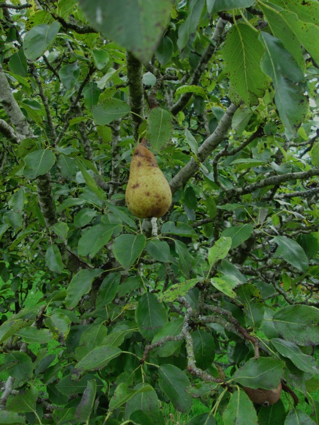 A Pear waiting to be plucked...