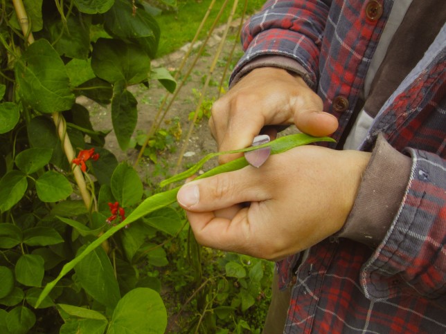 Tasting raw Runner Beans