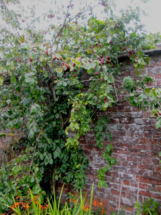 Plumb Tree
