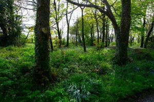 Woodland blooms