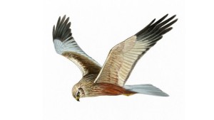 Male Marsh Harrier