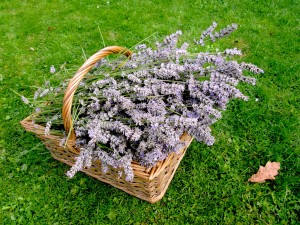 Batch one of Lavender cutting