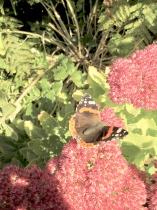 Butterfly getting the last of the nectar