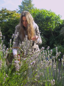 Cutting Lavender