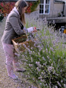 Lavender cutting continued