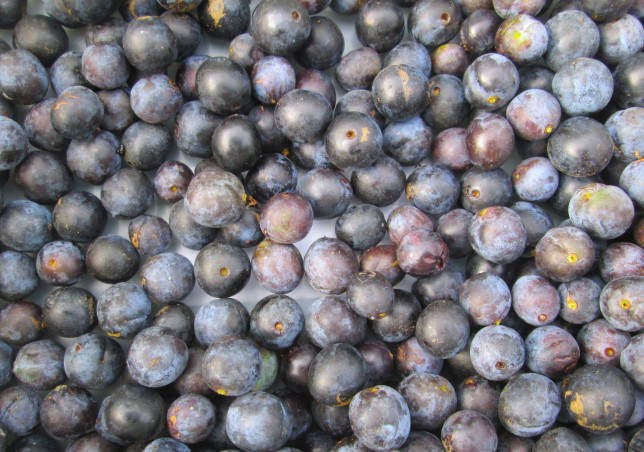 Once I had picked all the Sloes I could find, I popped them in the freezer for 48hours... This helps break up the skin of the fruit. Some people prefer to use a pin to pierce each sloe's skin allowing the Sloes to infuse more easily with the Gin
