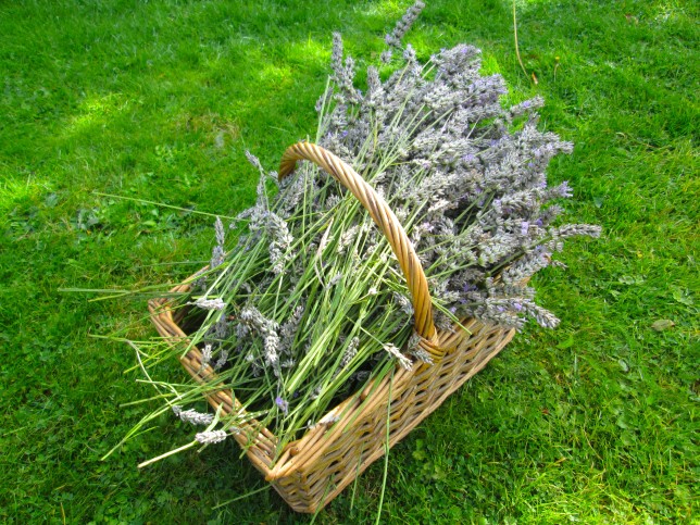 By the end of my cutting I had filled my basket about ten times over... And still lots more to cut about the grounds!