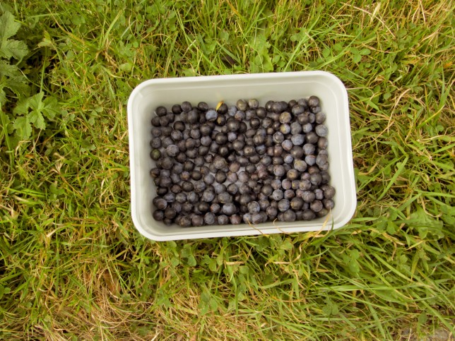Picking Sloes from the Hedgerows