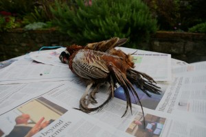 Birds and News Paper