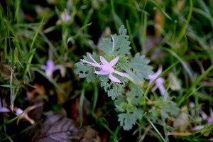 Flower on Nettle