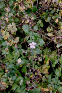 Hedge Flower