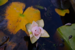 Lilly Pad