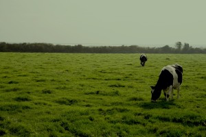 Sea View Feild