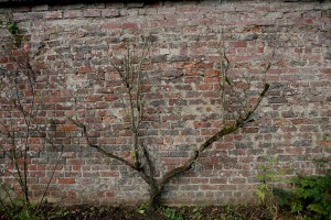 Tree and Wall