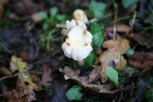 Wild Mushroom