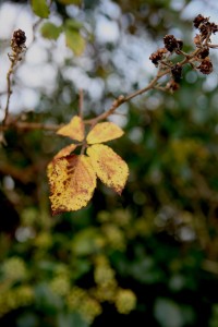 Yellow the Colour of Autumn