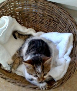 kitty by the Aga