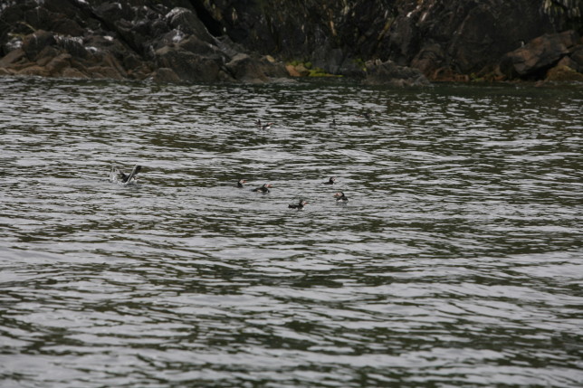 Puffins swimming