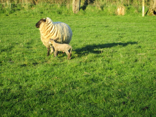 Lamb and Mother