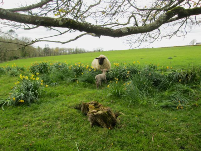 Lamb and Mother