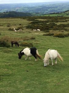 Wild Horses on the Bluff